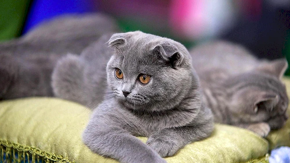 Schottische Kätzchen Scottish Fold lop