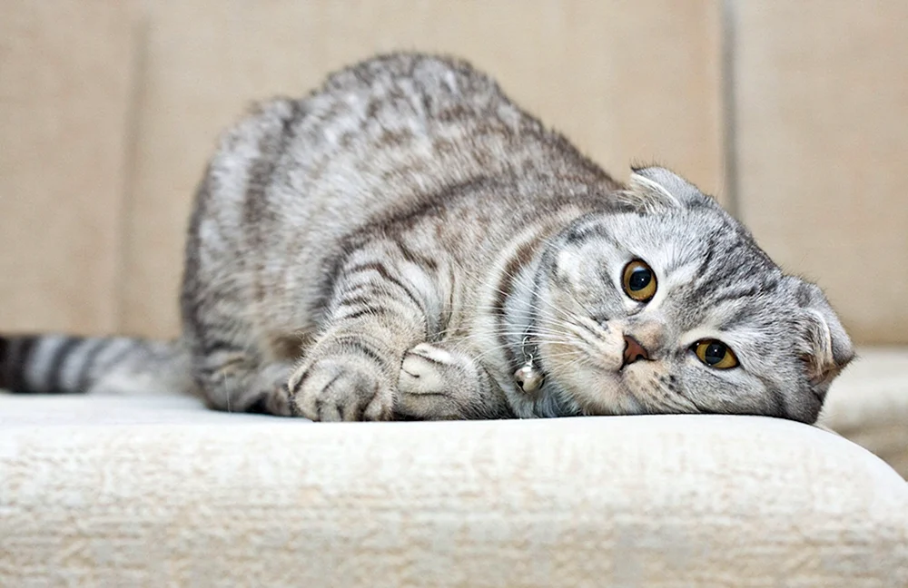 British lop cat