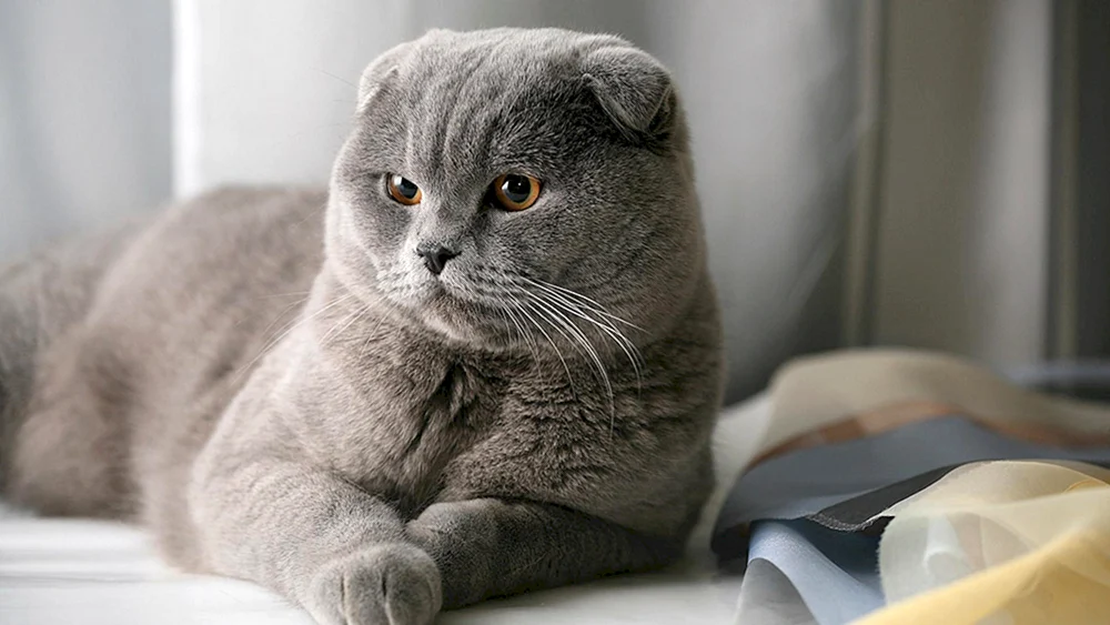 Schottische Schopfkatze