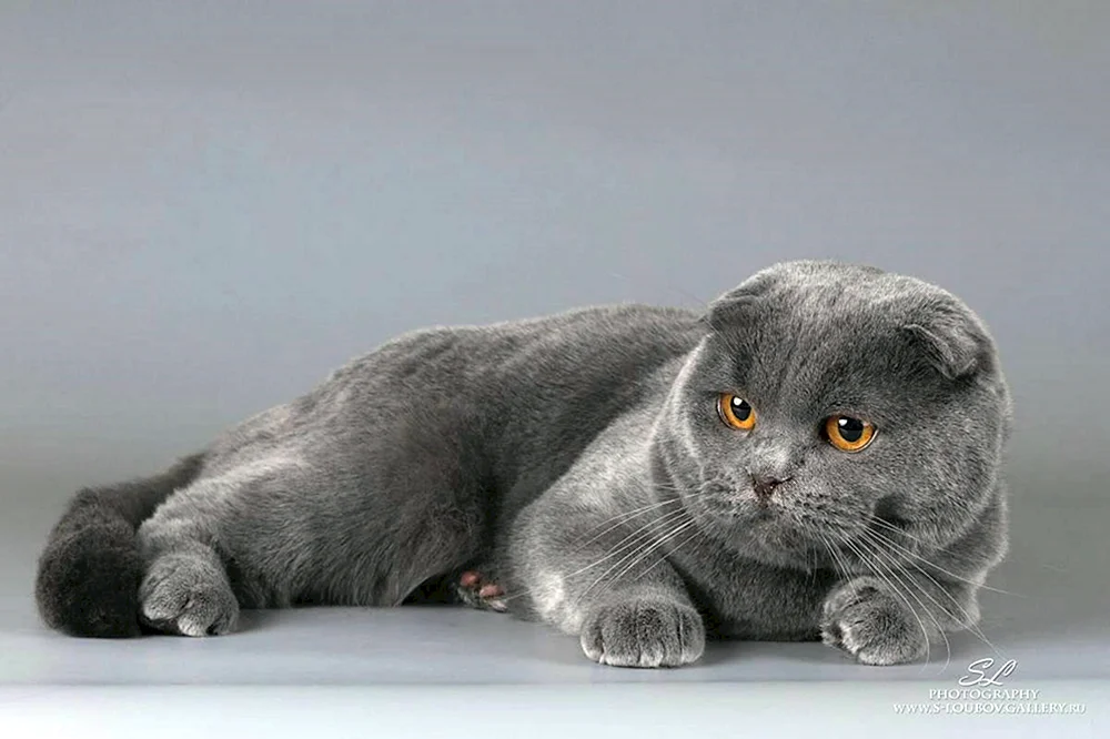 Schottische Falte schottische lop Katze