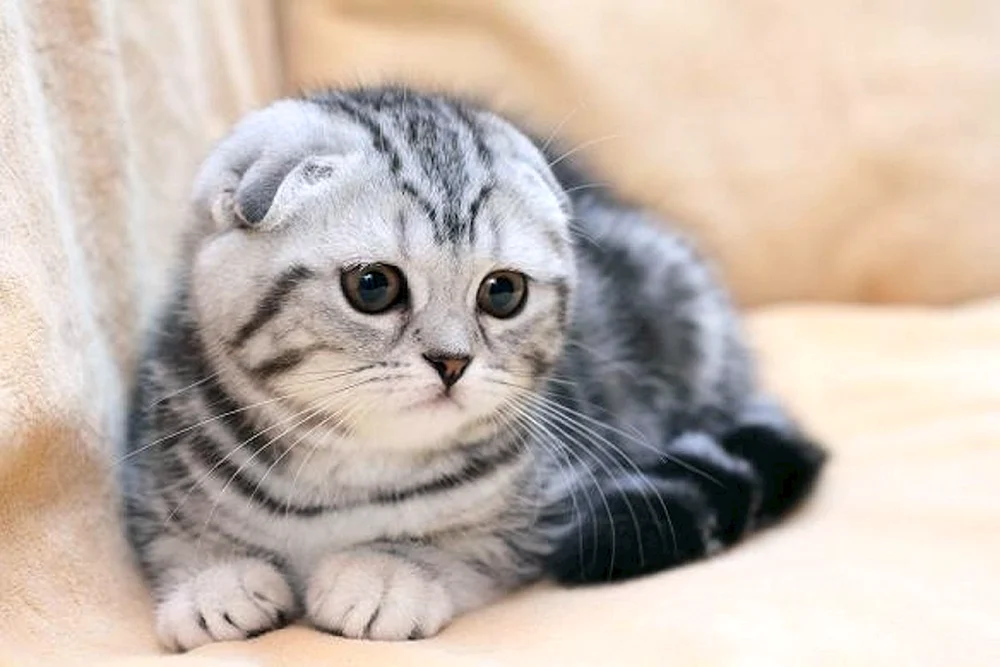 Schottische Lop-Katzen