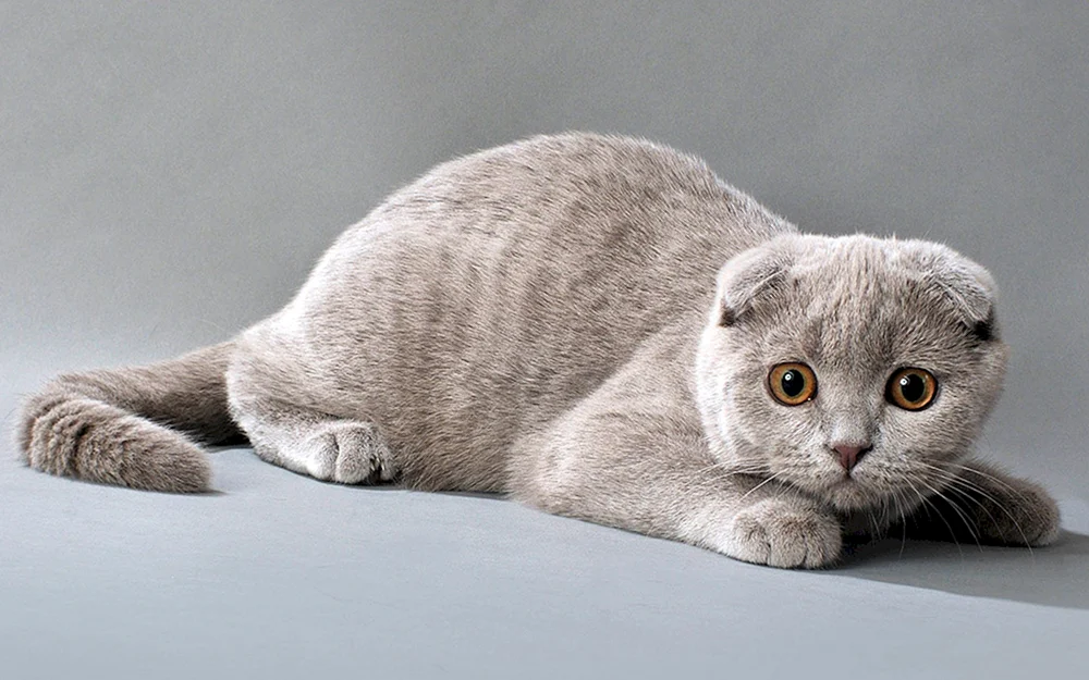 Scottish Fold Scottish Lop