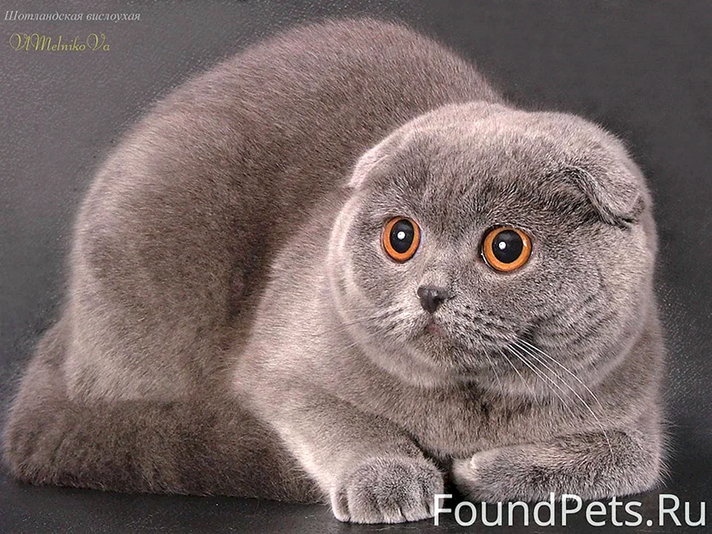 Scottish Fold Scottish Lop