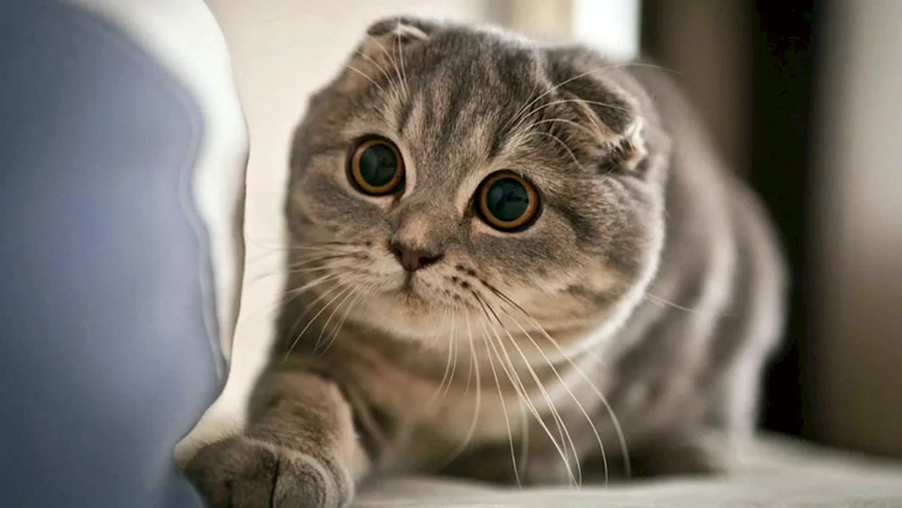 Scottish Lop Katze
