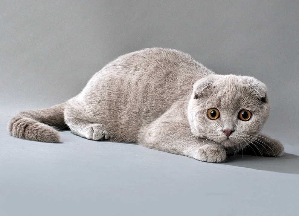 Schottische Lop-Katze Scottish Fold Scottish Lop