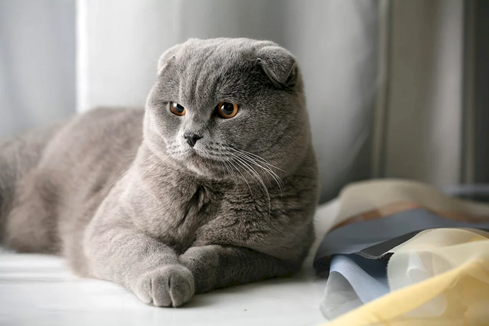 Britische Lop-Katze Kätzchen