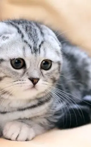 Scottish Fold Scottish Lop