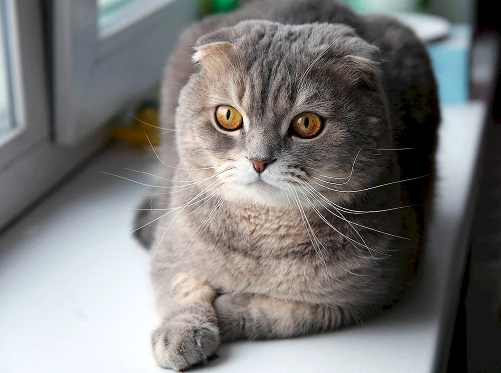 Schottische Lop-Eared Katzen
