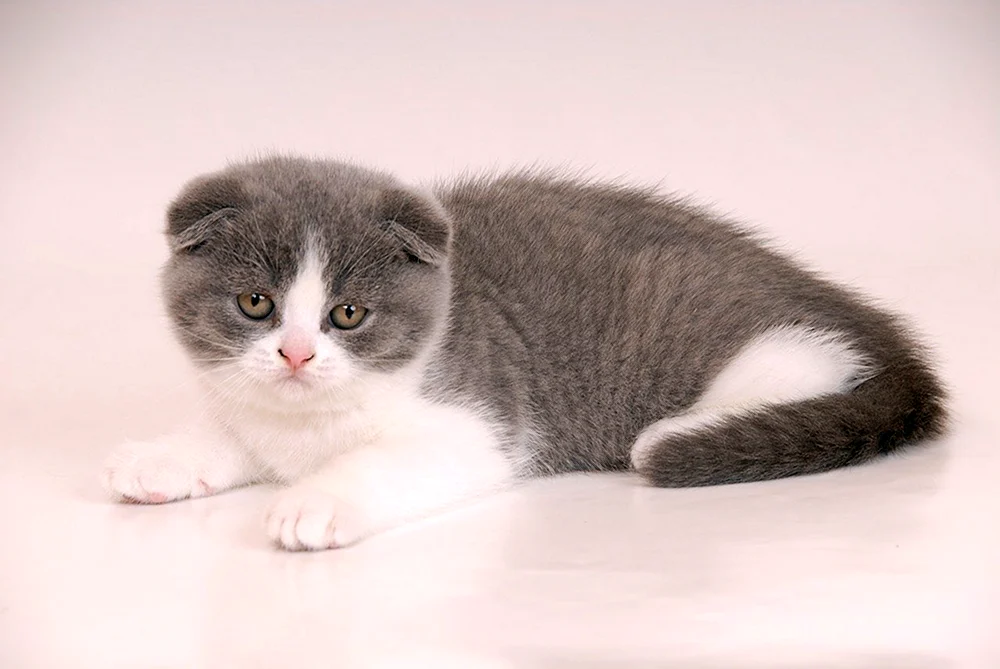 Scottish- Scottish Fold schottische Schopfkatze schottische Schopfkatze schottische Schopfkatze schottische Schopfkatze grau schottische Schopfkatze schottische Schopfkatze blau schottische Schopfkatze geradohrig