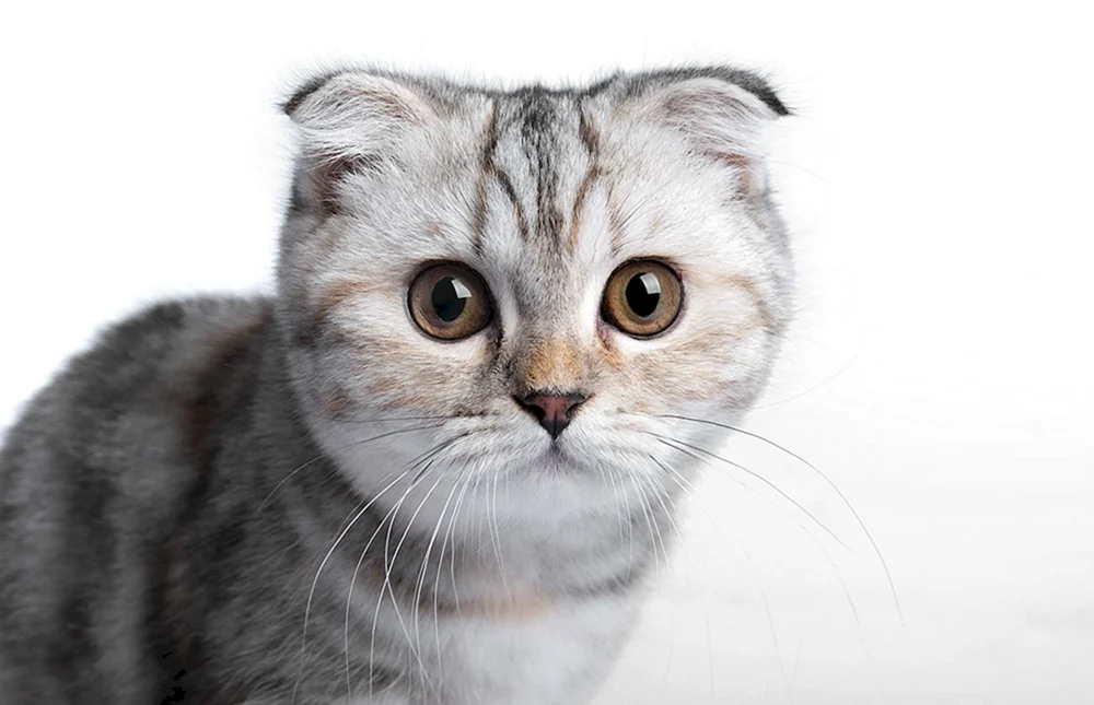 Scottish Fold Scottish Lop