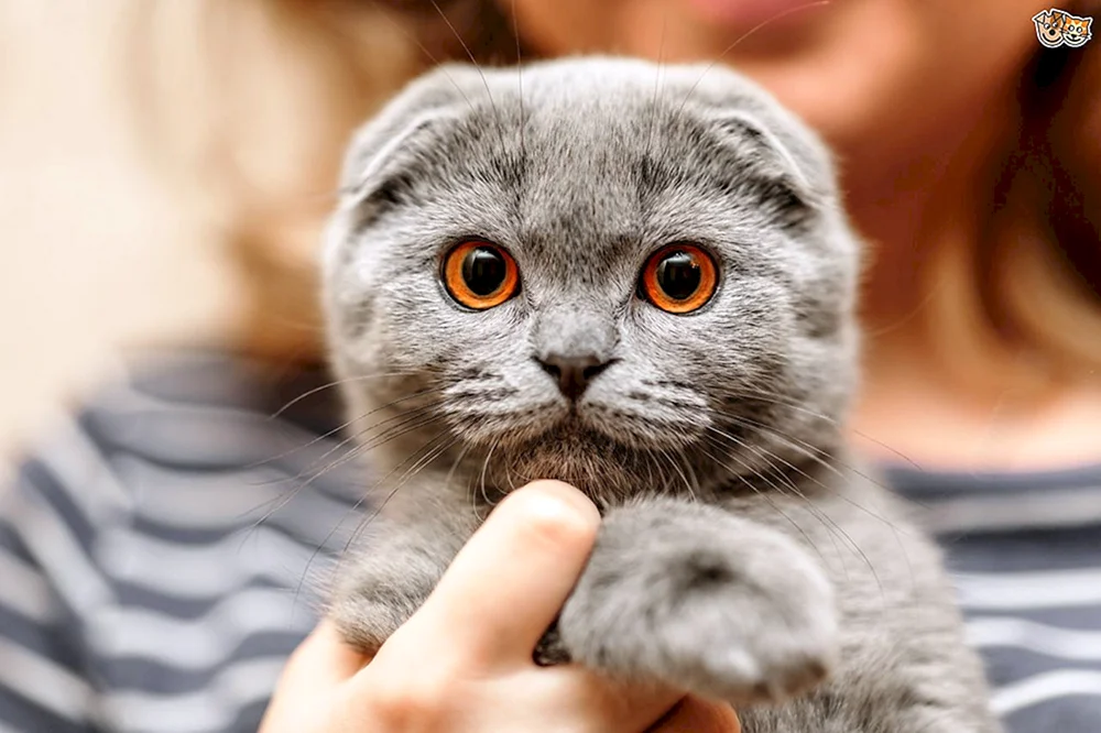 Britisch Faltkatze