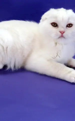 Schottisch Schottische Lop Katze weiß