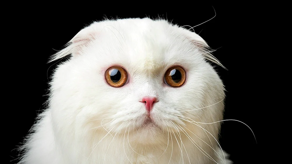 Schottische Schopfkatze weiß