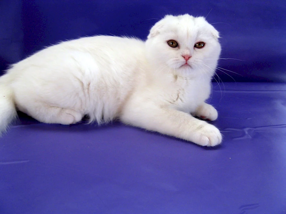 Schottische lop Katze weiß