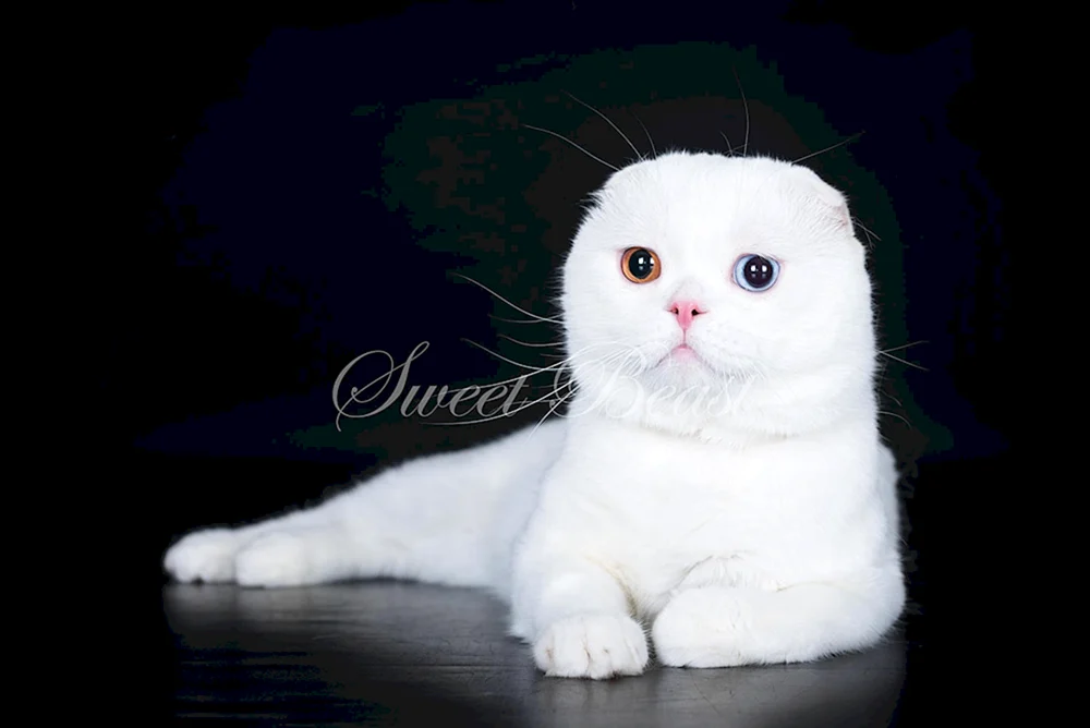 Britische Lop Chinchilla