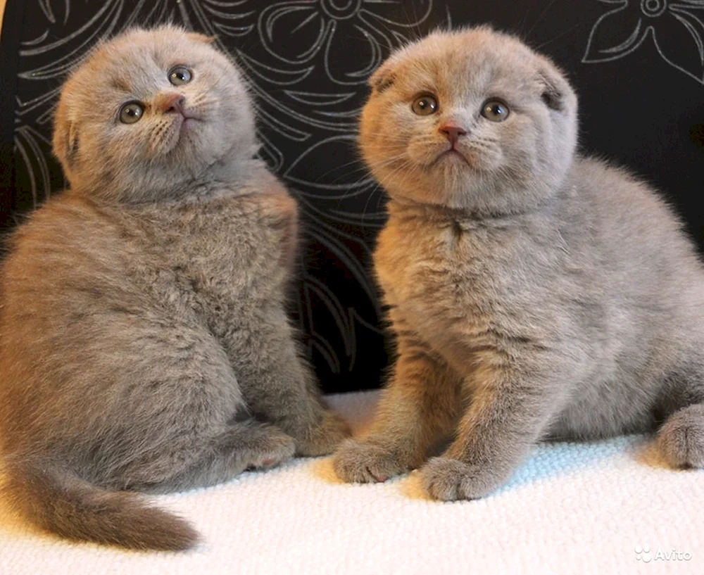Scottish Fold Scottish Lop Jungtiere