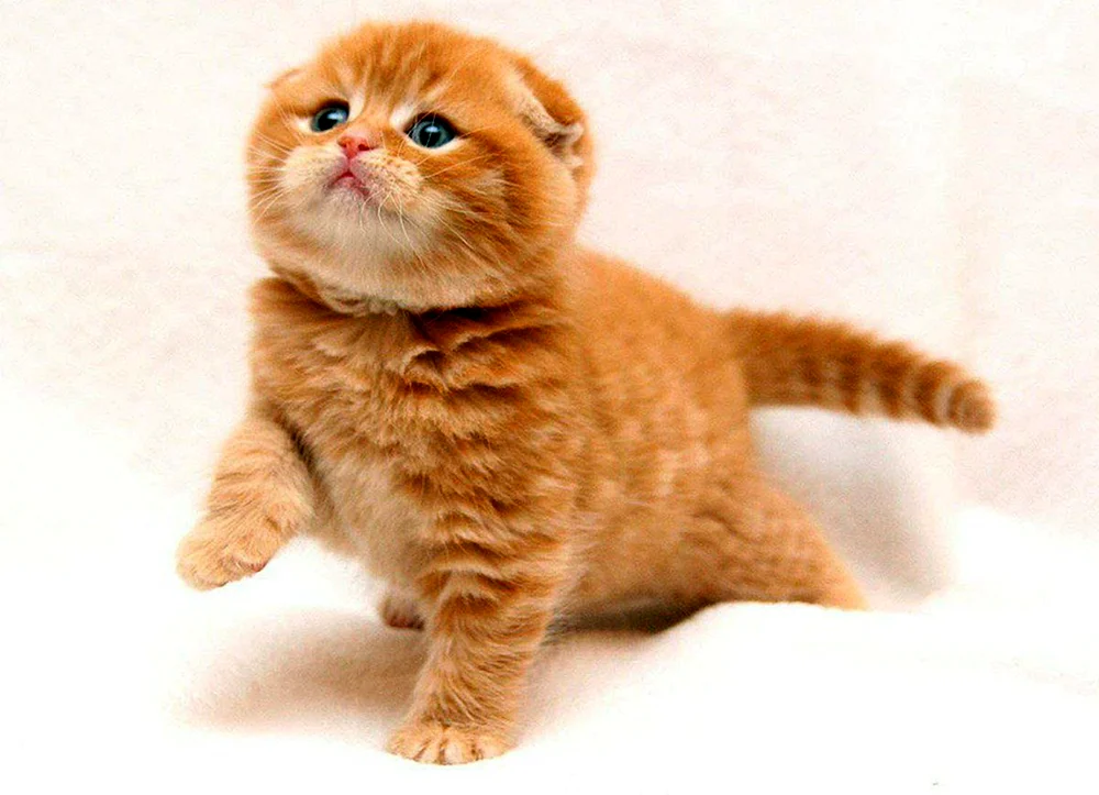 Schottische Scottish Fold rot