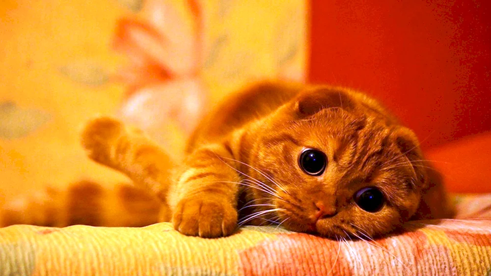Schottische Schopfohr Katze rot