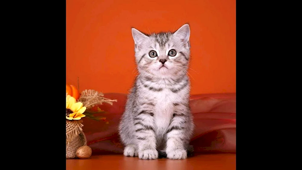 Schottische graue Katze gerade-ohrig