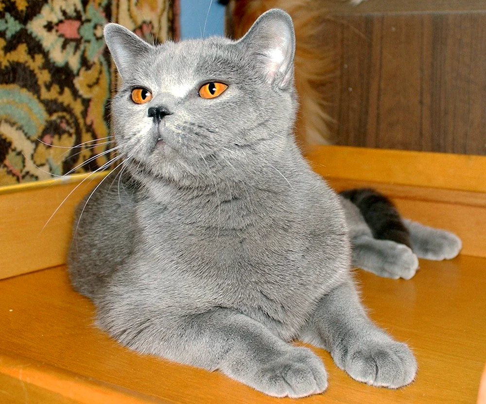 Britische Straight-Ohr gestromte Chinchilla Katze
