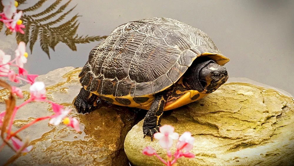 Hidden-neck Schildkröten