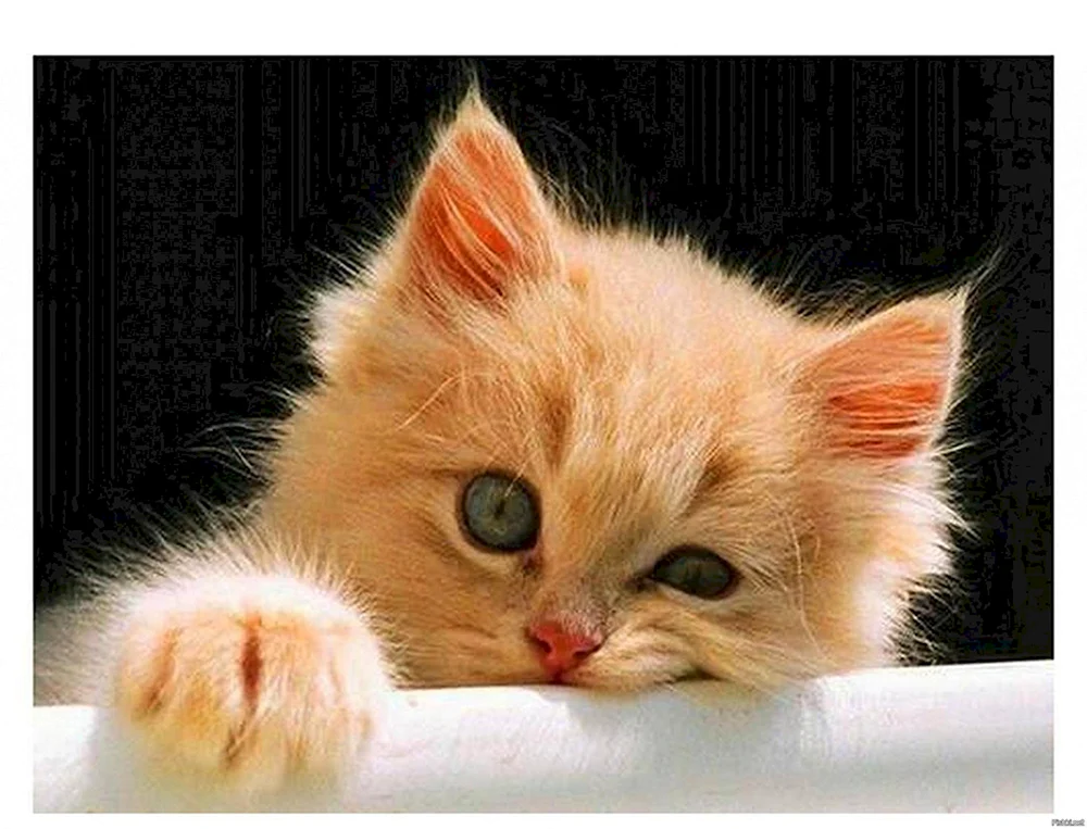 Rote Katzen