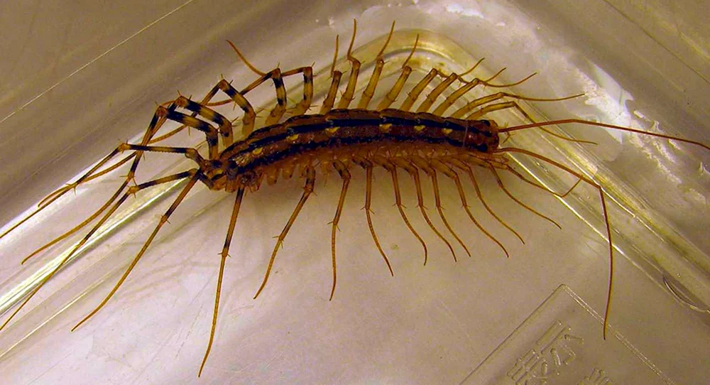 Scutiger Fliegenfänger