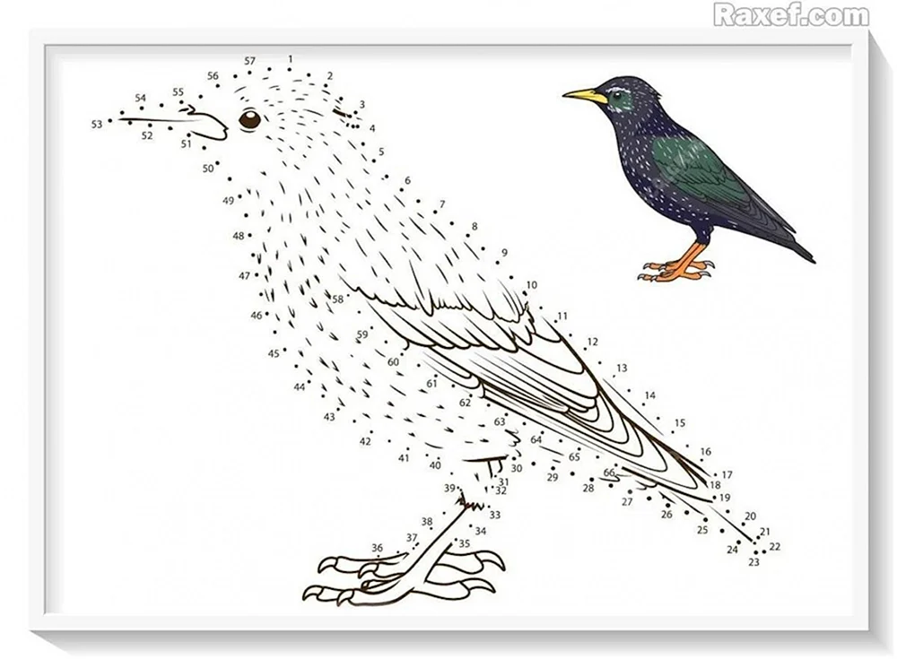Vogelschablonen zum Ausmalen