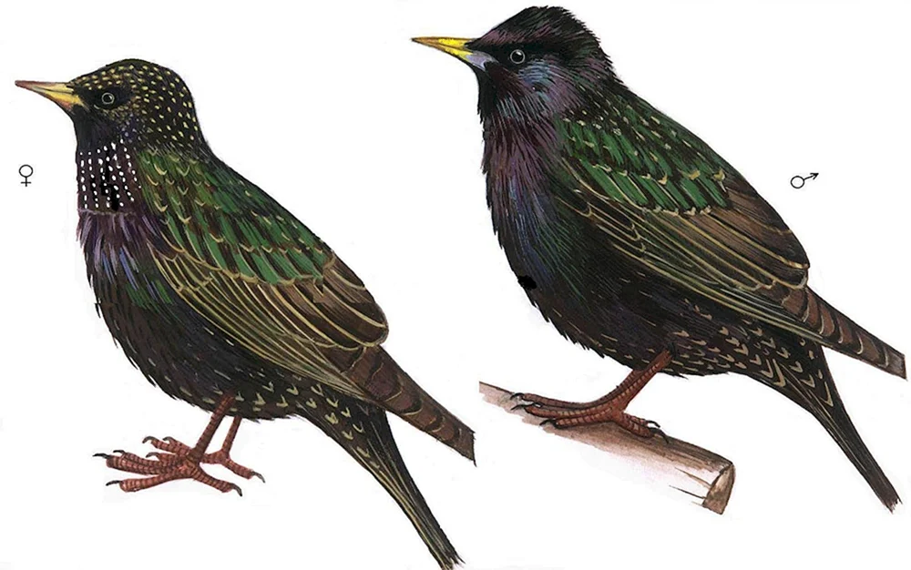Drosselweibchen und -männchen