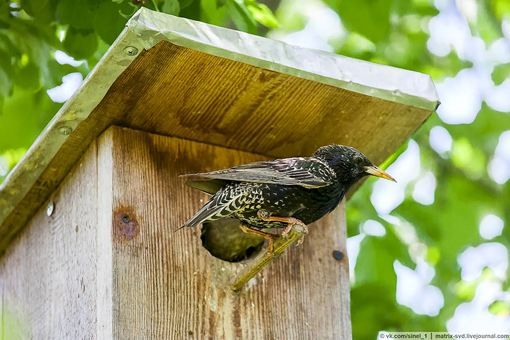 Vorderseitenzugvogel