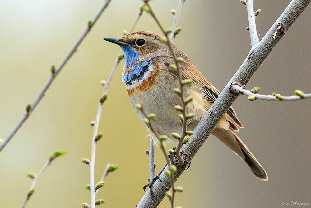 Vögel der Samara-Region