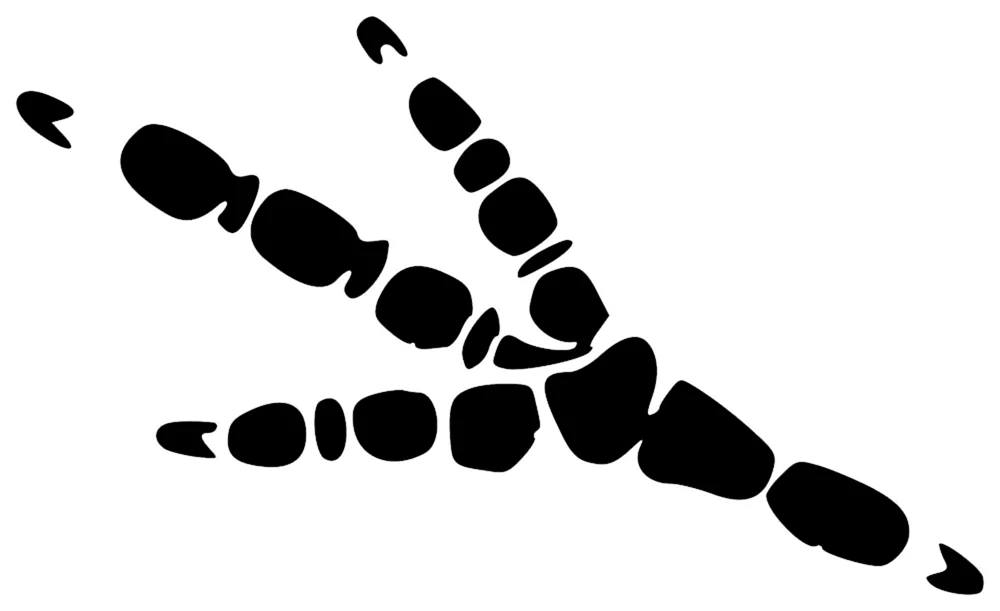Tierspuren