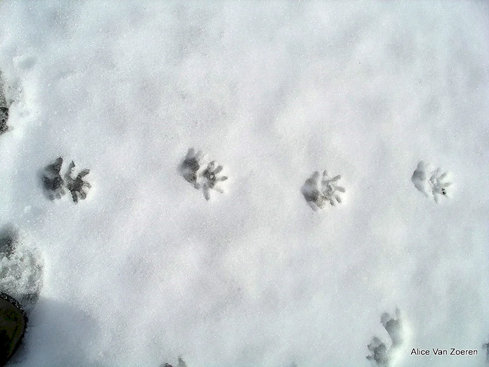 Eichhörnchenspuren im Schnee