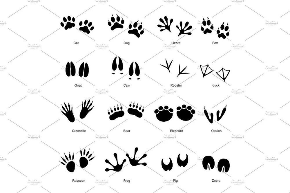 Wildtierspuren