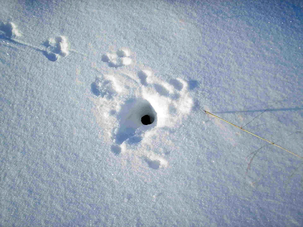 Fußspuren im Schnee