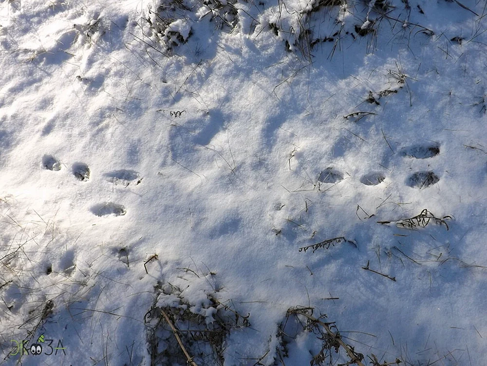 Schneespuren im Schnee