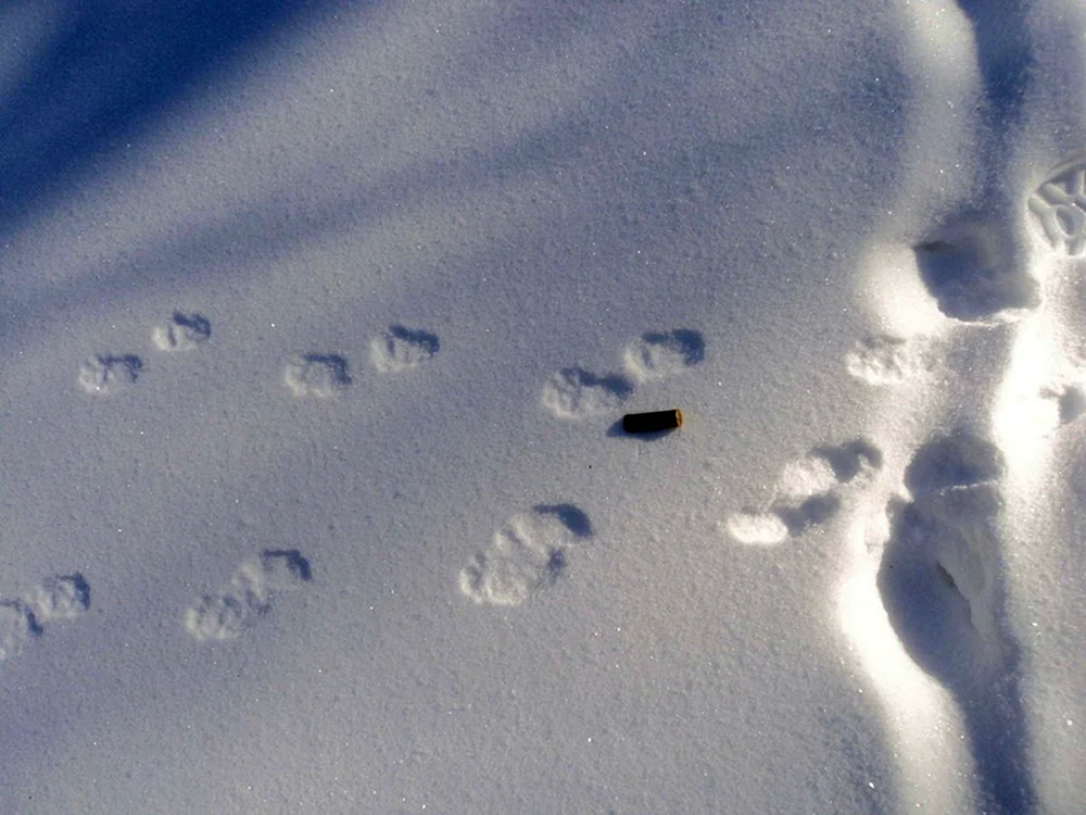 Wolfskatzen- und Marderspuren im Schnee