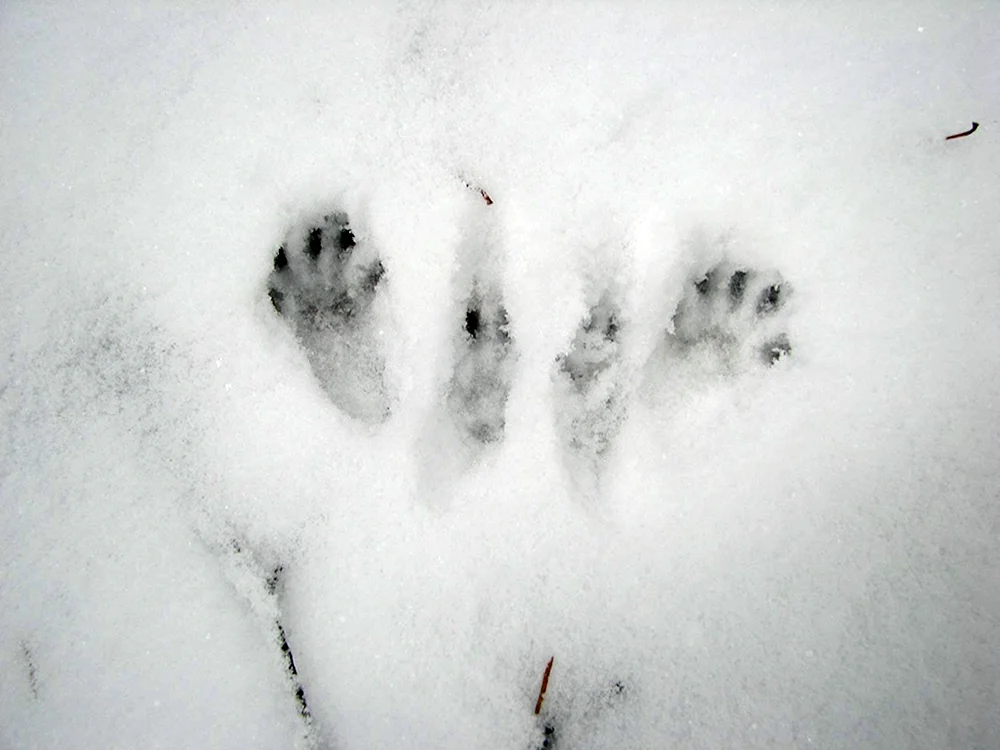 Wiesel- und Marderspuren im Schnee