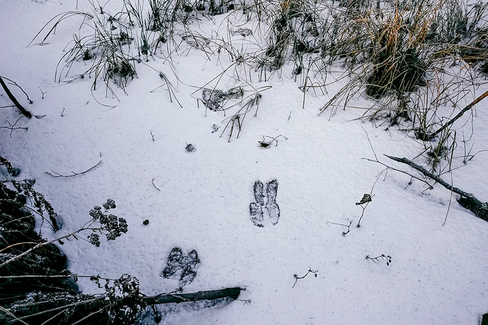 Fährten im Schnee