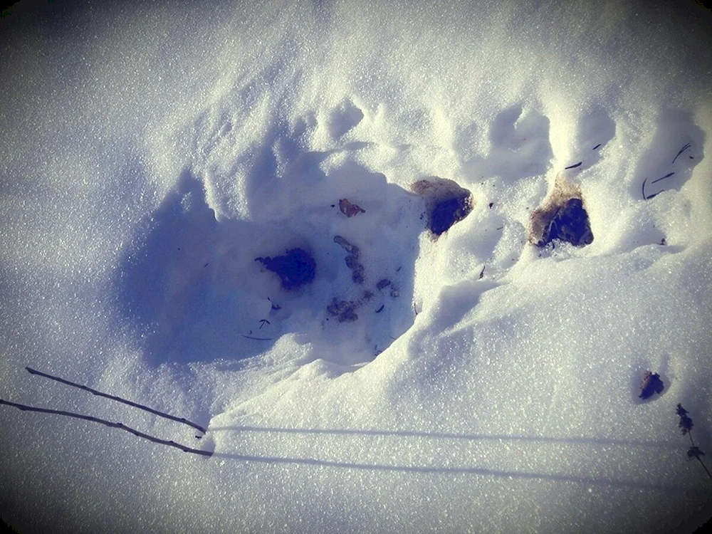 Winterfrettchenspuren