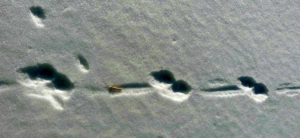 Kunizyns Spuren im Schnee