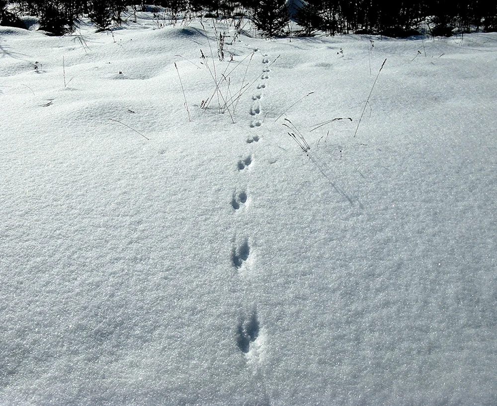 Kunizyns Spuren im Schnee