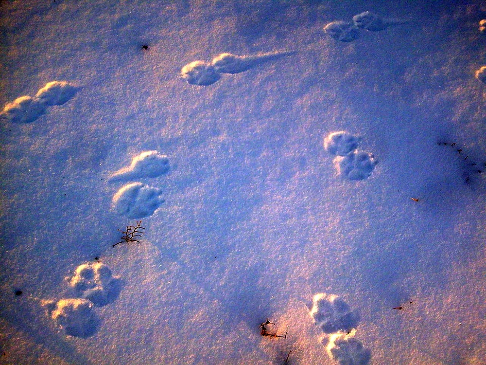 Fußspuren im Schnee