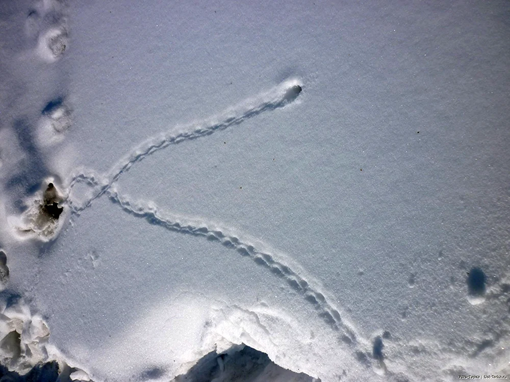 Tierspuren im Schnee