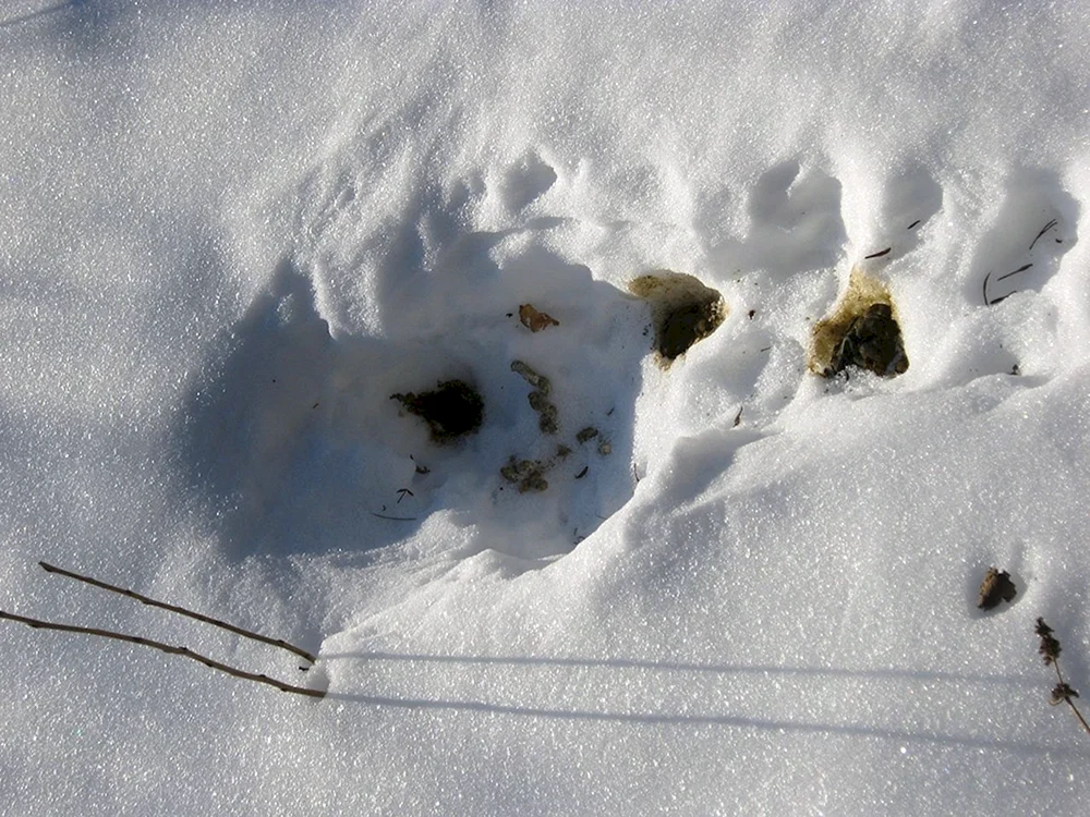 Wieselspuren im Schnee