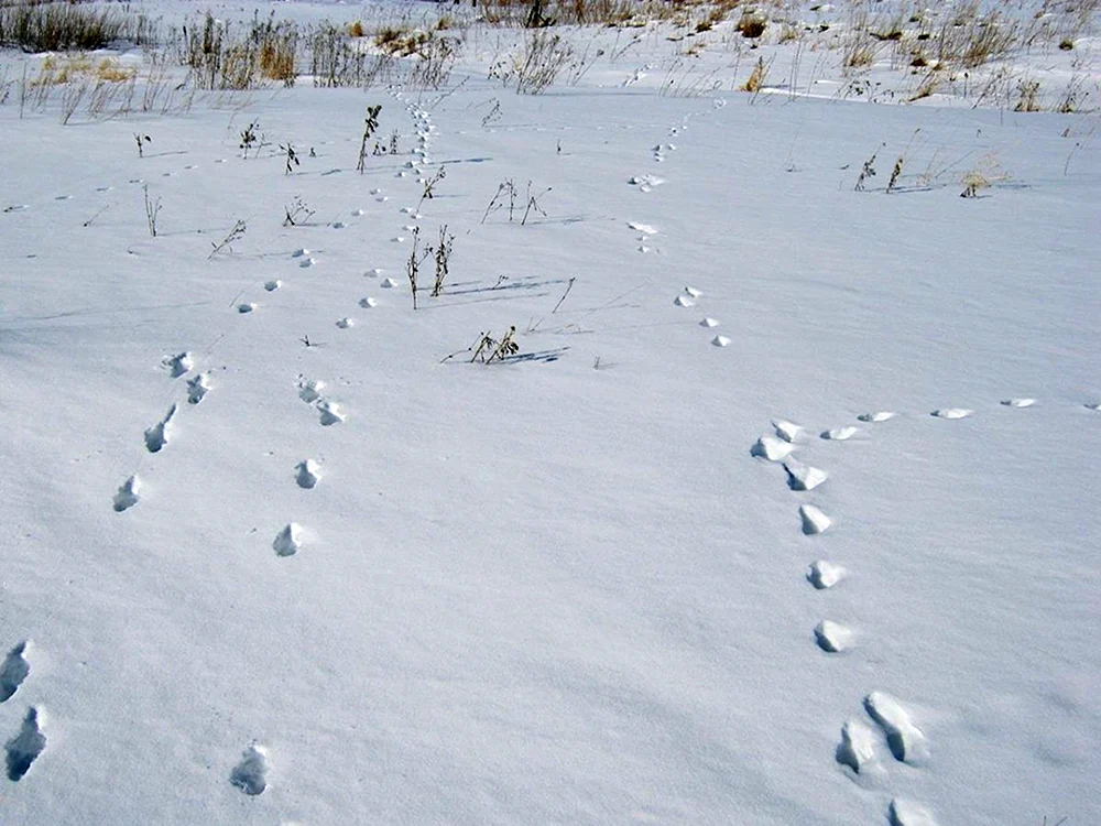 Wiesel- und Iltisspuren im Schnee