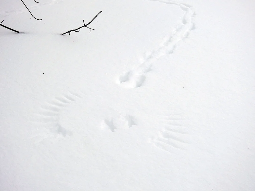 Fußspuren im Schnee