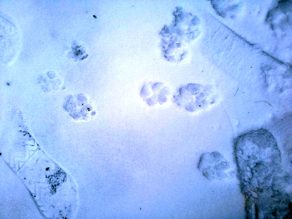 Marderspuren im Schnee