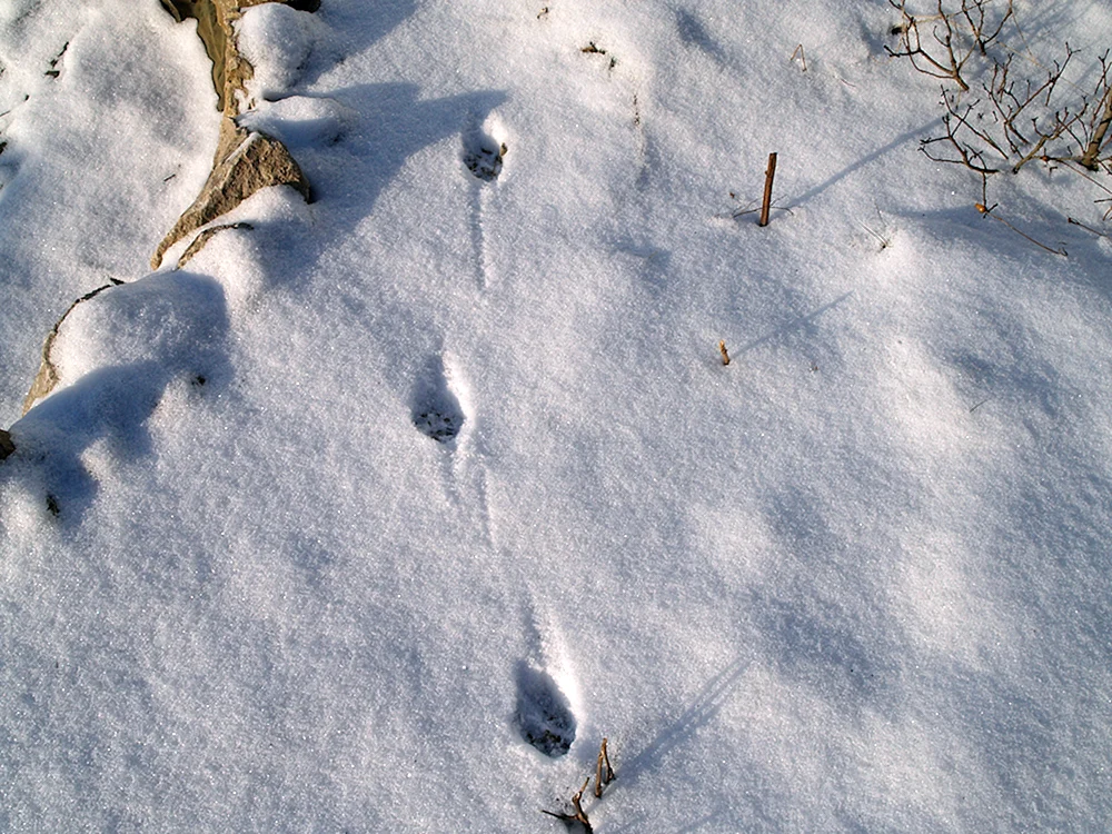 Mischlingsspuren im Schnee