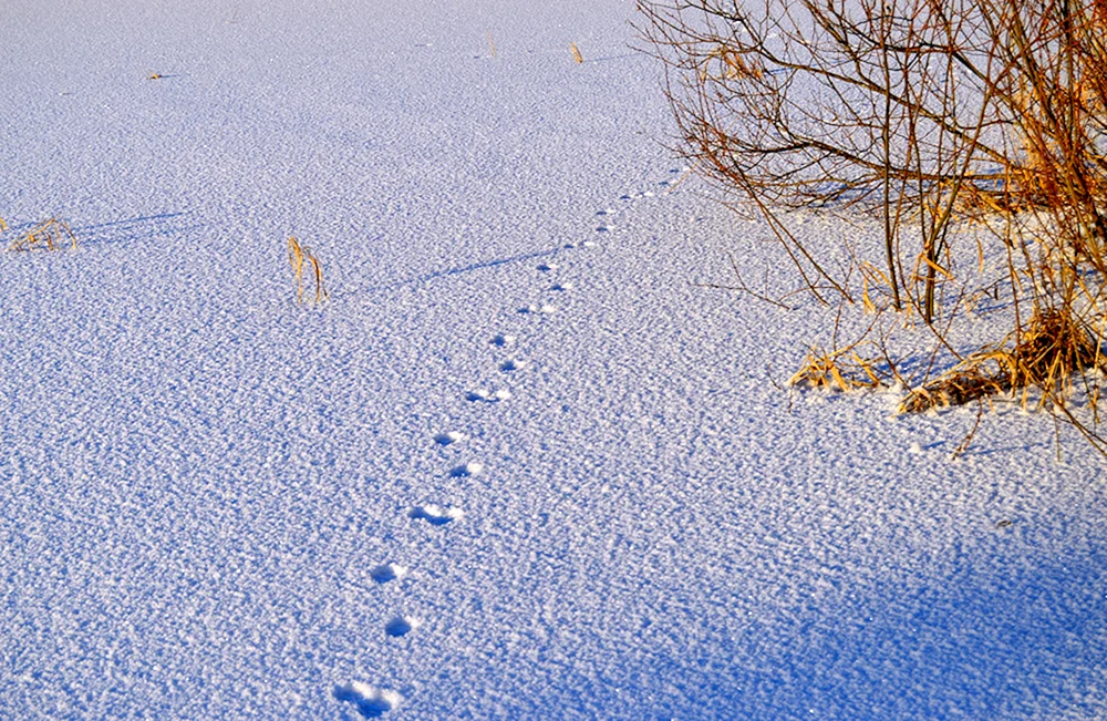 Waldmarderspuren im Schnee Schnee